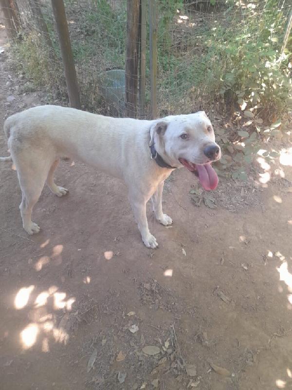 Blanco - Nato il Gennaio 2021 - Meticcio simil Dogo Argentino - Taglia: Media - Peso: 18 kg - Carattere: Dolcissimo, socievole  Foto 9